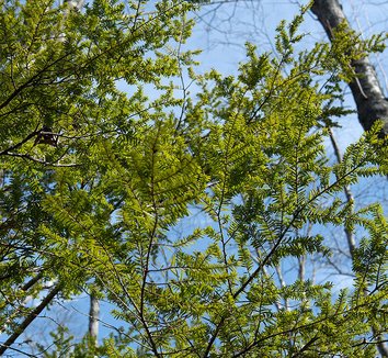 Photo of Tsuga canadensis foliage by Plant Image Library