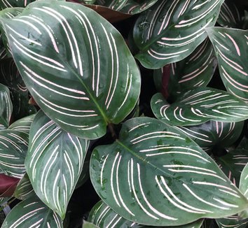 Photo of Calathea ornata foliage by Little Prince of Oregon