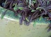 Leptinella