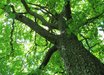 Sorbus