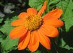 Tithonia