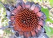 Protea