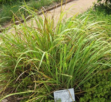 Cymbopogon from multiple nurseries on Plant Lust