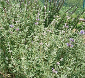 Photo of Salvia clevelandii form by Kenpei