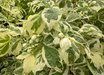 Philadelphus coronarius 'Variegatus'
