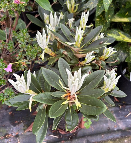 Photo of Rhododendron 'Yak-Pac' foliage by plant lust