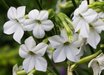 Nicotiana