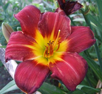 Photo of Hemerocallis 'Chicago Comanche' flower by Dancing Oaks Nursery