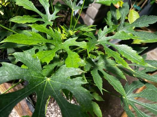 Photo of Fatsia polycarpa foliage by plant lust