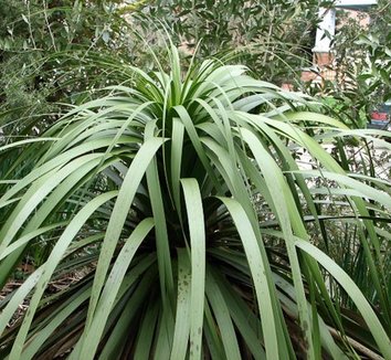 Photo of Nolina 'La Siberica' foliage by Cistus Nursery
