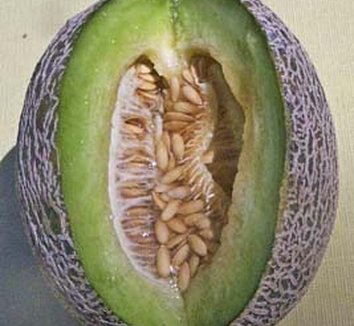 Photo of Green Nutmeg Melon fruit by Annie's Annuals & Perennials