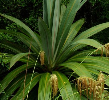 Photo of Cordyline indivisa foliage by rambla