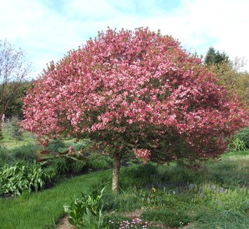 Photo of Malus Coralburst® Sprout-Free® flower, form by Dancing Oaks Nursery