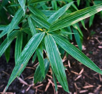Photo of Sasa kurilensis 'Shimofuri' foliage by Red Panda Nursery