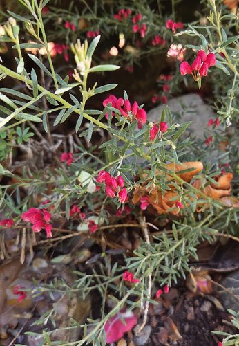 Photo of Grevillea lavandulacea 'Penola' flower, foliage by Doug Harrington