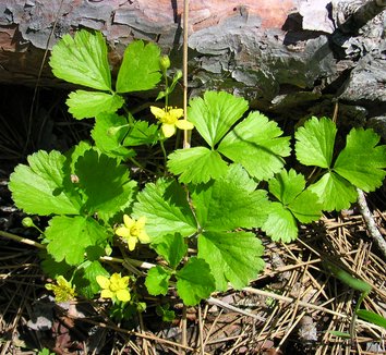 Photo of Waldsteinia fragarioides flower, foliage, habit by Superior National Forest
