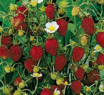 Photo of Improved Rugen Alpine Strawberry flower, fruit by Annie's Annuals & Perennials