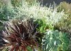 Sideritis
