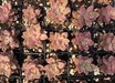 x Graptosedum