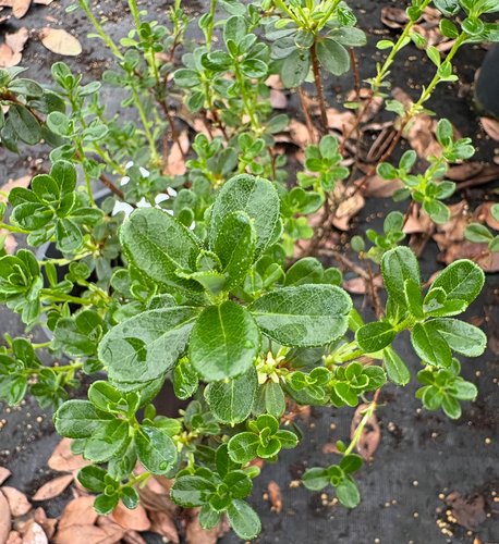 Photo of Rhododendron campylogynum 'Jade' foliage by plant lust
