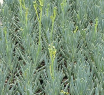 Photo of Senecio serpens 'Dark Blue' flower, foliage by Far South Wholesale Nursery