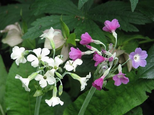 Photo of Primula alpicola flower by peganum
