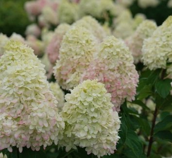 Photo of Hydrangea paniculata Limelight Prime®