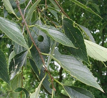 Photo of Celtis caucasica foliage by Sten Porse