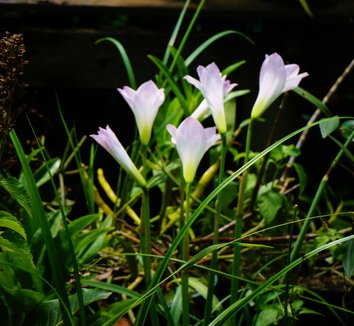 Photo of Zephyranthes drummondii flower by Karl Gercens III