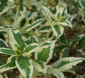 Photo of Diervilla sessilifolia Cool Splash® PP19391 foliage by Karl Gercens III