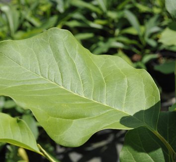 Photo of Magnolia 'Caerhays Belle' foliage by plant lust