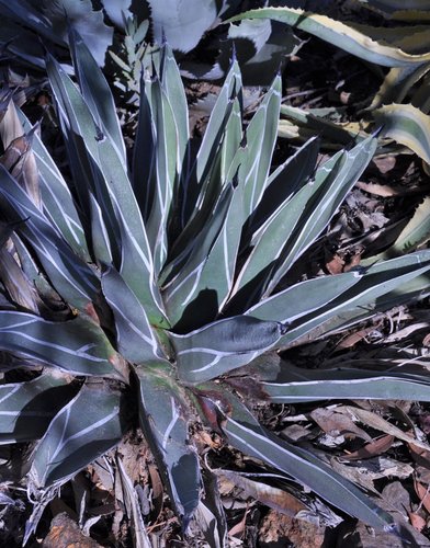 Agave nickelsiae | Agave ferdinandi-regis | Agave victoriae