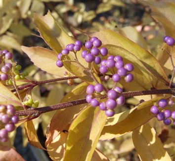 Photo of Callicarpa dichotoma 'Early Amethyst' foliage, fruit by Dancing Oaks Nursery