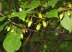 Actinidia