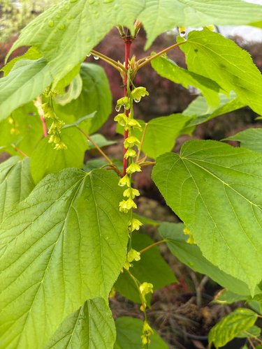 Photo of Acer x conspicuum 'Phoenix' flower, foliage by plant lust