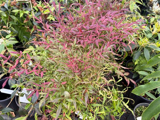 Photo of Nandina domestica 'Nansid6' PP29798 foliage by plant lust