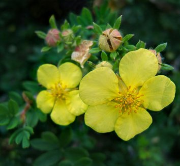 Photo of Dasiphora fruticosa flower by Wildfeuer