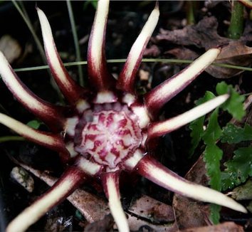 Photo of Aspidistra sichuanensis 'Spotty' foliage by Joshua McCullough