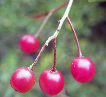 Photo of Prunus emarginata fruit by Conifer Kingdom