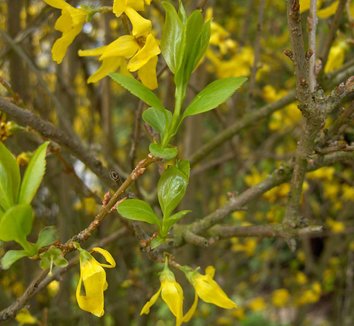 Photo of Forsythia x intermedia flower, foliage by JoJan