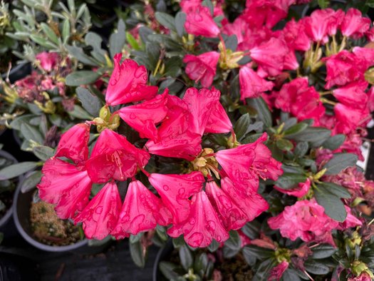 Photo of Rhododendron 'Carmen' x degronianum ssp. yakushimanum flower by plant lust