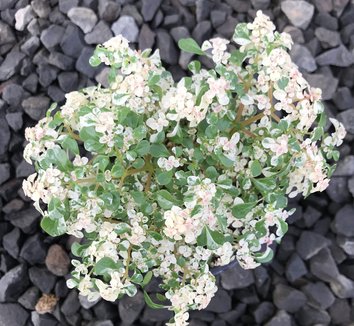 Photo of Pilea microphylla 'Variegata' foliage by Little Prince of Oregon
