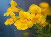 Erythranthe