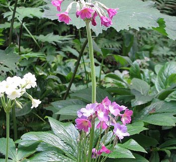 Photo of Primula alpicola flower by peganum