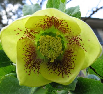 Photo of Helleborus x hybridus yellow-flowered flower by Tie Guy II