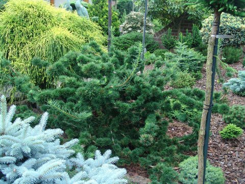 Larix decidua 'Krejci' | | plant lust