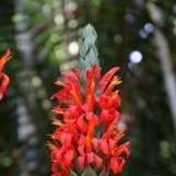 Pachystachys coccinea | Justicia coccinea | Brazilian Plume | Cardinal ...