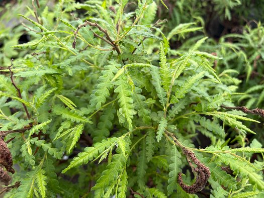 Photo of Comptonia peregrina foliage by plant lust
