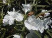 Ruellia