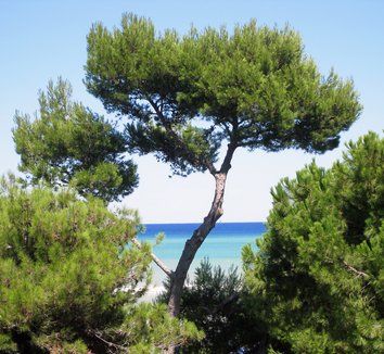 Photo of Pinus halepensis form by greenmarlin